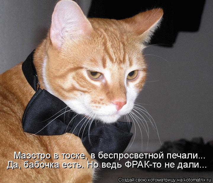Маэстро в тоске, в беспросветной печали... Да, бабочка есть. Но ведь ФРАК-то не дали...... Котоматрица: Маэстро в тоске, в беспросветной печали... Да, бабочка есть. Но ведь ФРАК-то не дали...
