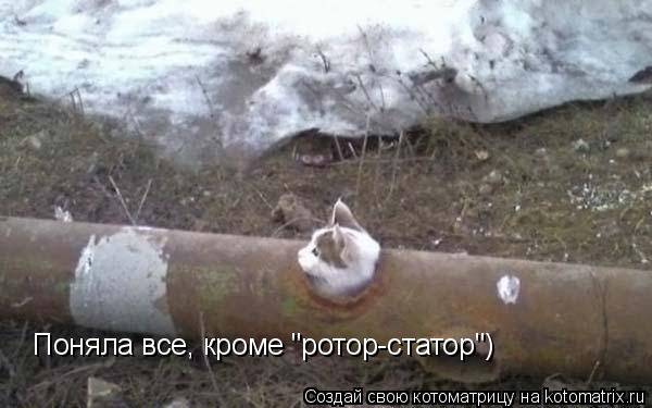Котоматрица: Поняла все, кроме "ротор-статор")