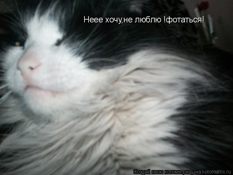 Котоматрица: Неее хочу,не люблю !фотаться!
