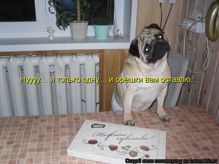 Нуууу.... я только одну.....и орешки вам оставлю....... Котоматрица: Нуууу.... я только одну.....и орешки вам оставлю....