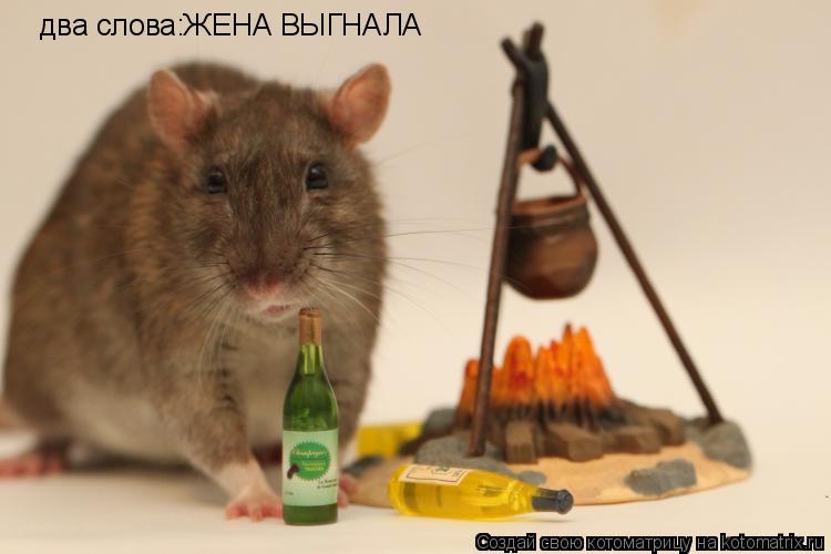 два слова:ЖЕНА ВЫГНАЛА... Котоматрица: два слова:ЖЕНА ВЫГНАЛА