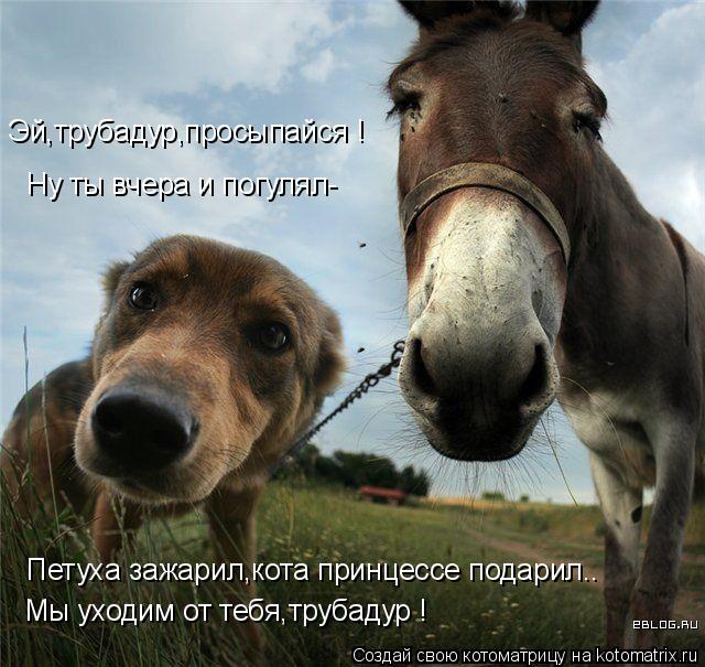 Петуха зажарил,кота принцессе подарил.. Ну ты вчера и погулял- Эй,трубадур,просыпайся ! Мы уходим от ... Котоматрица: Петуха зажарил,кота принцессе подарил.. Ну ты вчера и погулял- Эй,трубадур,просыпайся ! Мы уходим от тебя,трубадур !