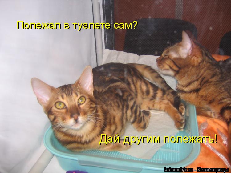 Полежал в туалете сам? Дай другим полежать!... Котоматрица: Полежал в туалете сам? Дай другим полежать!