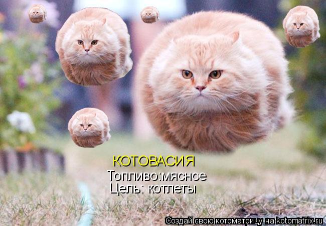 КОТОВАСИЯ Топливо:мясное Цель: котлеты... Котоматрица: КОТОВАСИЯ Топливо:мясное Цель: котлеты