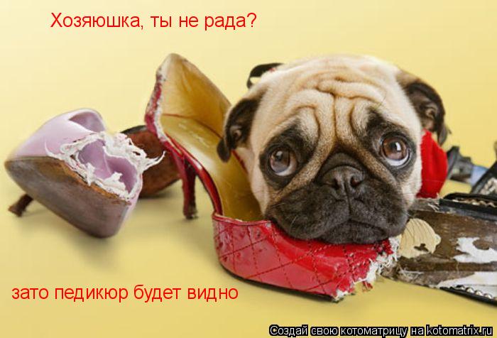 Хозяюшка, ты не рада? зато педикюр будет видно... Котоматрица: Хозяюшка, ты не рада? зато педикюр будет видно