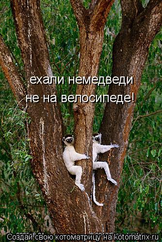 ехали немедведи не на велосипеде!... Котоматрица: ехали немедведи не на велосипеде!