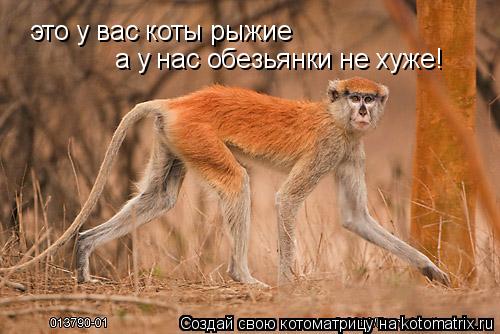 это у вас коты рыжие а у нас обезьянки не хуже!... Котоматрица: это у вас коты рыжие а у нас обезьянки не хуже!