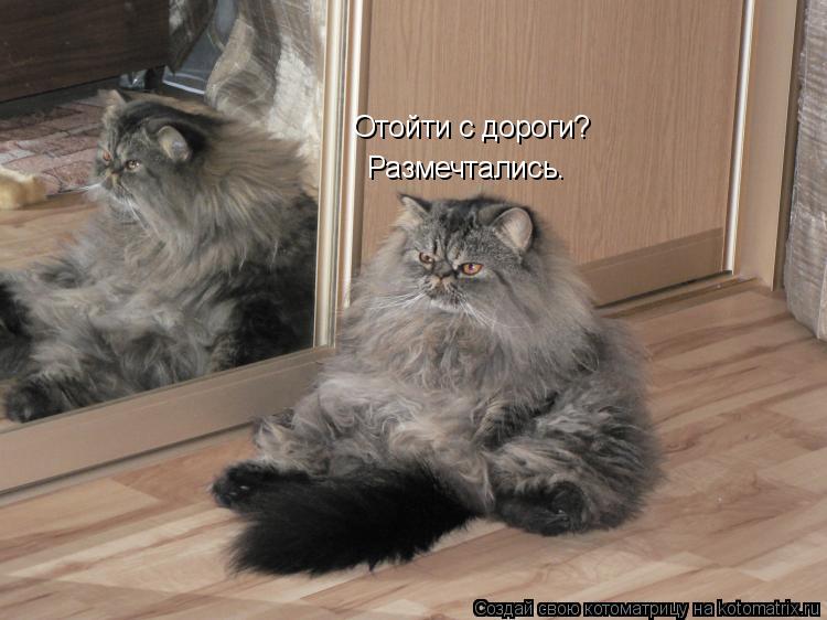 Отойти с дороги? Размечтались.... Котоматрица: Отойти с дороги? Размечтались.