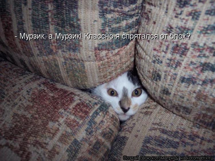 - Мурзик, а Мурзик! Классно я спрятался от блох?... Котоматрица: - Мурзик, а Мурзик! Классно я спрятался от блох?