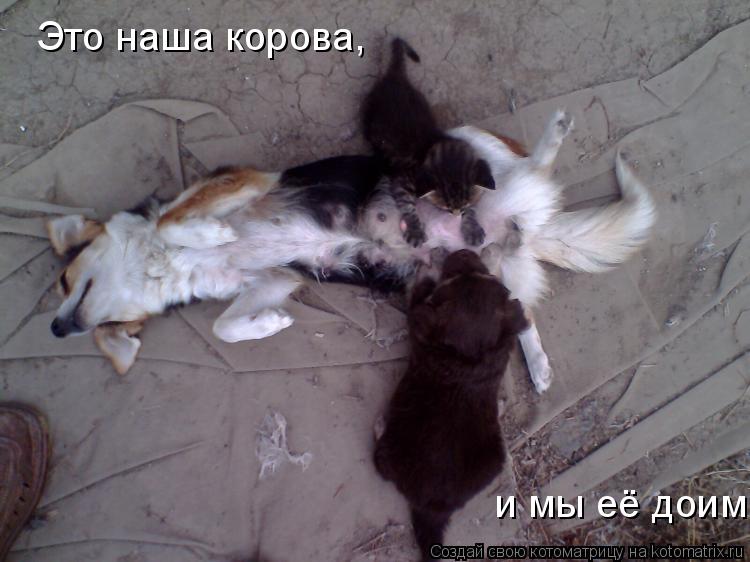 Это наша корова, и мы её доим... Котоматрица: Это наша корова, и мы её доим