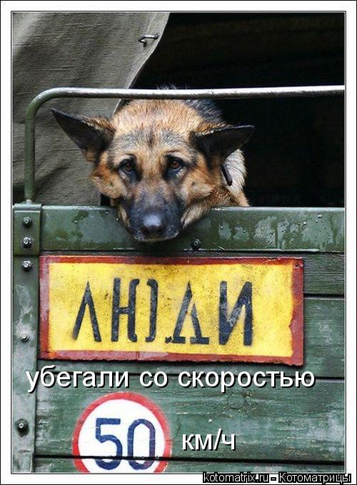 убегали со скоростью км/ч... Котоматрица: убегали со скоростью км/ч