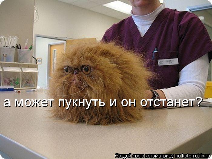 а может пукнуть и он отстанет?... Котоматрица: а может пукнуть и он отстанет?