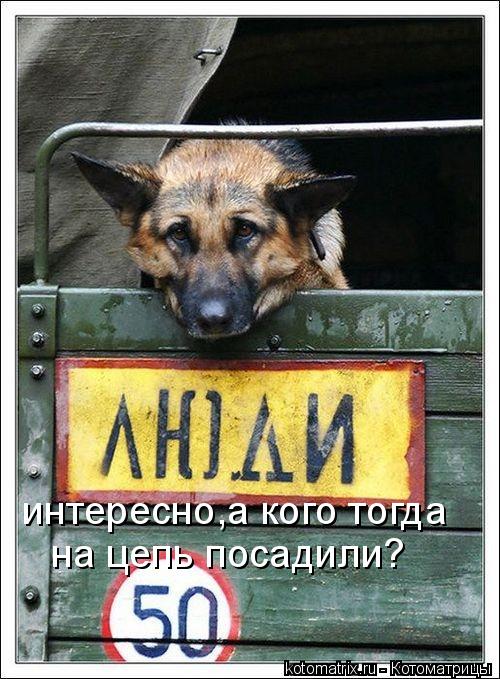 интересно,а кого тогда на цепь посадили?... Котоматрица: интересно,а кого тогда на цепь посадили?