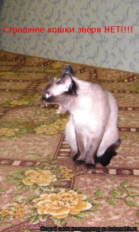 Страшнее кошки зверя НЕТ!!!!... Котоматрица: Страшнее кошки зверя НЕТ!!!!
