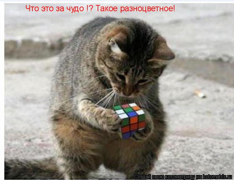 Что это за чудо !? Такое разноцветное!... Котоматрица: Что это за чудо !? Такое разноцветное!