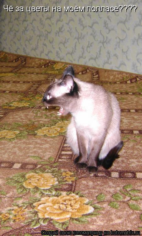 Чё за цветы на моём полласе????... Котоматрица: Чё за цветы на моём полласе????