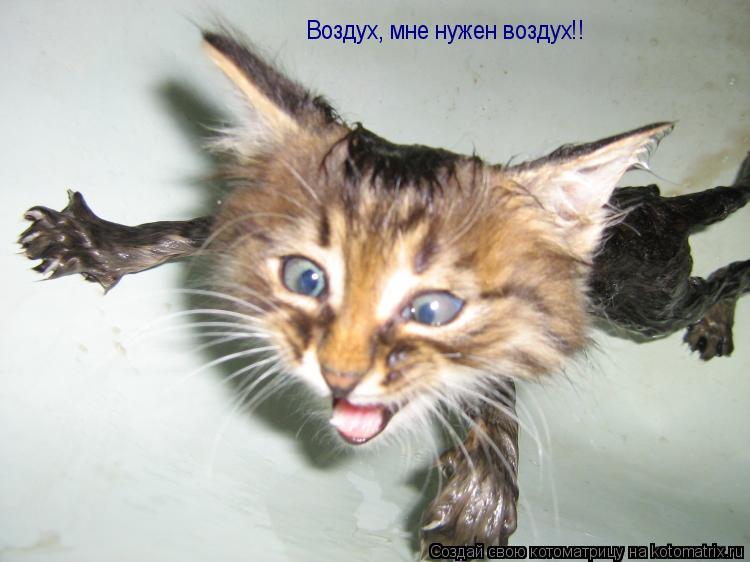 Воздух, мне нужен воздух!!... Котоматрица: Воздух, мне нужен воздух!!