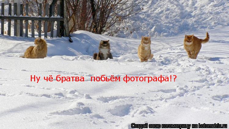Ну чё братва побьём фотографа!?... Котоматрица: Ну чё братва побьём фотографа!?