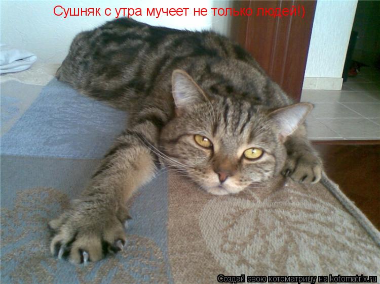 Сушняк с утра мучеет не только людей!)... Котоматрица: Сушняк с утра мучеет не только людей!)
