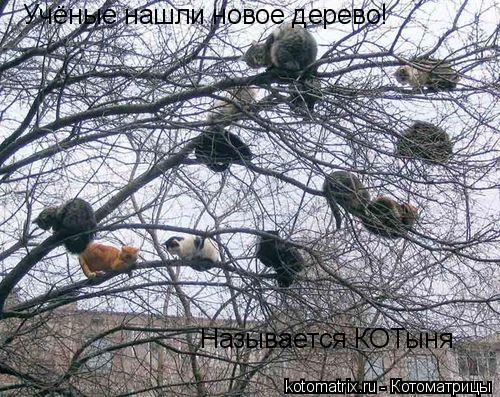 Учёные нашли новое дерево! Называется КОТыня... Котоматрица: Учёные нашли новое дерево! Называется КОТыня