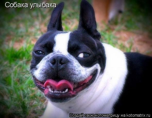 Собака улыбака... Котоматрица: Собака улыбака