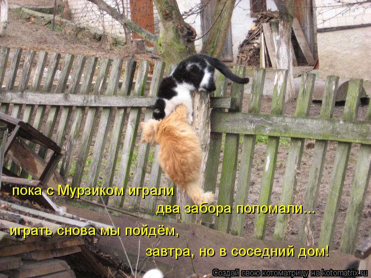 пока с Мурзиком играли два забора поломали... играть снова мы пойдём, завтра, но в соседний дом!... Котоматрица: пока с Мурзиком играли два забора поломали... играть снова мы пойдём, завтра, но в соседний дом!