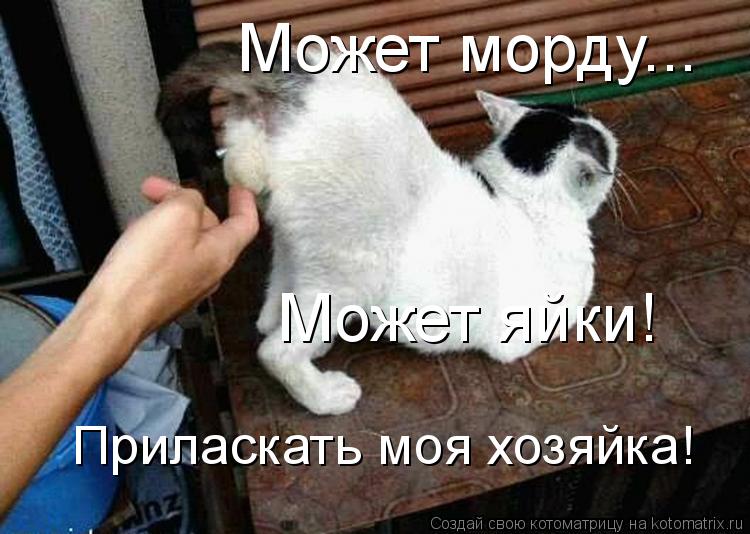 Может морду... Может яйки! Приласкать моя хозяйка!... Котоматрица: Может морду... Может яйки! Приласкать моя хозяйка!