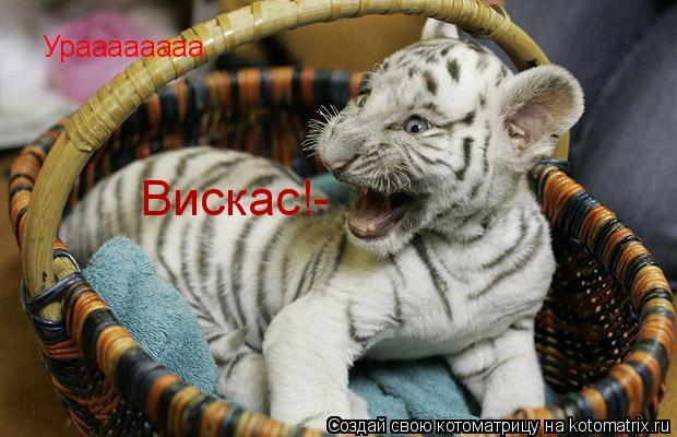 Ураааааааа Вискас!-... Котоматрица: Ураааааааа Вискас!-