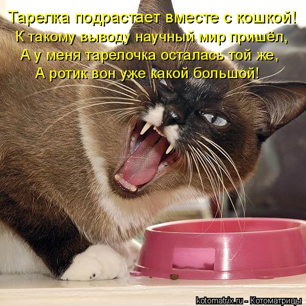 Тарелка подрастает вместе с кошкой! К такому выводу научный мир пришёл, А у меня тарелочка осталась т... Котоматрица: Тарелка подрастает вместе с кошкой! К такому выводу научный мир пришёл, А у меня тарелочка осталась той же, А ротик вон уже какой большой!