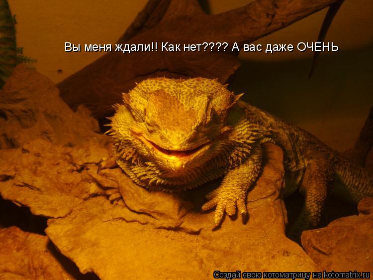Вы меня ждали!! Как нет???? А вас даже ОЧЕНЬ... Котоматрица: Вы меня ждали!! Как нет???? А вас даже ОЧЕНЬ