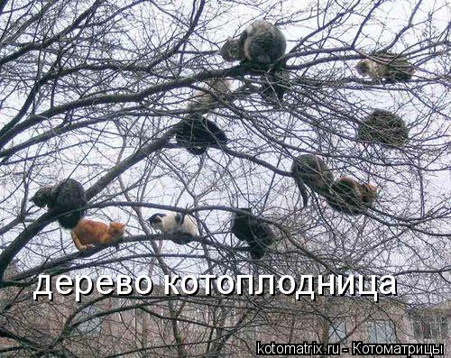 дерево котоплодница... Котоматрица: дерево котоплодница