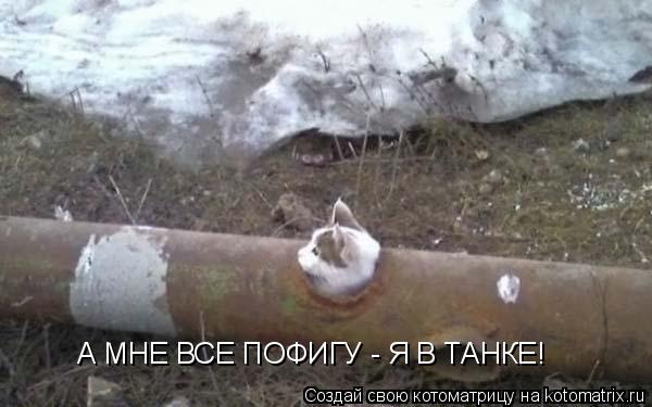 А МНЕ ВСЕ ПОФИГУ - Я В ТАНКЕ!... Котоматрица: А МНЕ ВСЕ ПОФИГУ - Я В ТАНКЕ!