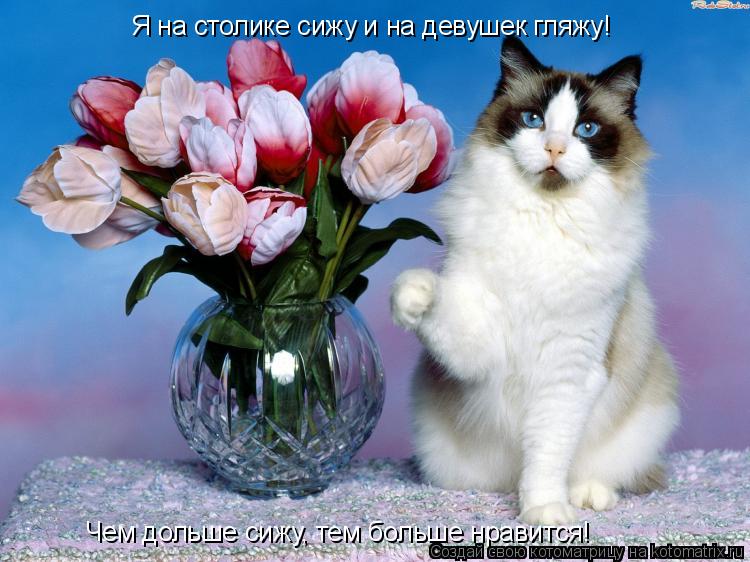 Я на столике сижу и на девушек гляжу! Чем дольше сижу, тем больше нравится!... Котоматрица: Я на столике сижу и на девушек гляжу! Чем дольше сижу, тем больше нравится!