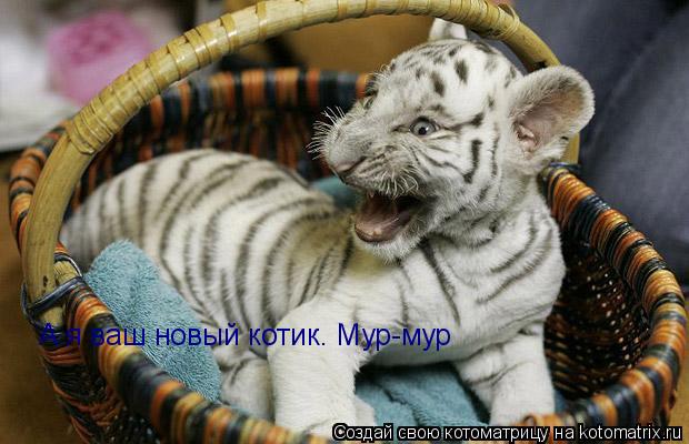 А я ваш новый котик. Мур-мур... Котоматрица: А я ваш новый котик. Мур-мур
