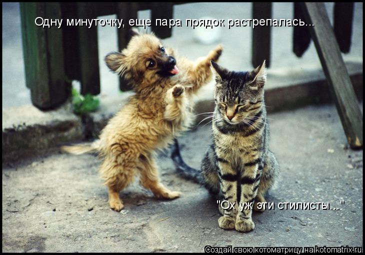 Одну минуточку, еще пара прядок растрепалась... "Ох уж эти стилисты..."... Котоматрица: Одну минуточку, еще пара прядок растрепалась... "Ох уж эти стилисты..."