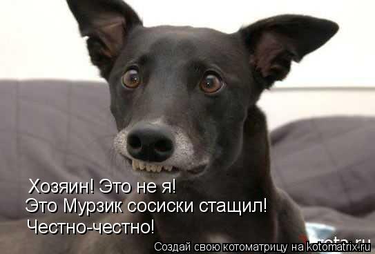 Хозяин! Это не я! Это Мурзик сосиски стащил! Честно-честно!... Котоматрица: Хозяин! Это не я! Это Мурзик сосиски стащил! Честно-честно!