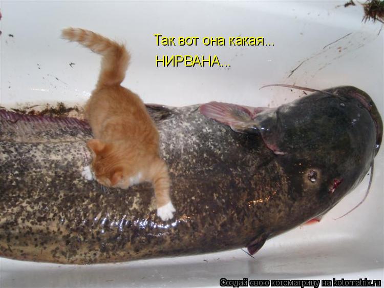 Так вот она какая... НИРВАНА...... Котоматрица: Так вот она какая... НИРВАНА...