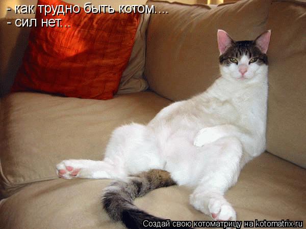 - как трудно быть котом.... - сил нет...... Котоматрица: - как трудно быть котом.... - сил нет...