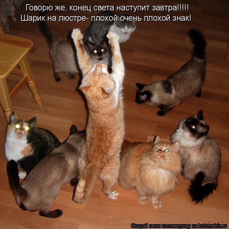Говорю же, конец света наступит завтра!!!!! Шарик на люстре- плохой очень плохой знак!... Котоматрица: Говорю же, конец света наступит завтра!!!!! Шарик на люстре- плохой очень плохой знак!