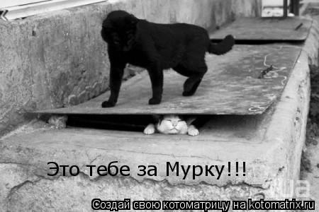Это тебе за Мурку!!!... Котоматрица: Это тебе за Мурку!!!