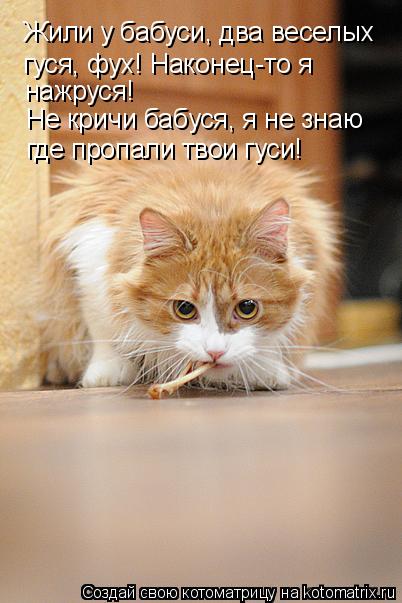 Жили у бабуси, два веселых гуся, фух! Наконец-то я нажруся! Не кричи бабуся, я не знаю где пропали т... Котоматрица: Жили у бабуси, два веселых гуся, фух! Наконец-то я нажруся! Не кричи бабуся, я не знаю где пропали твои гуси!