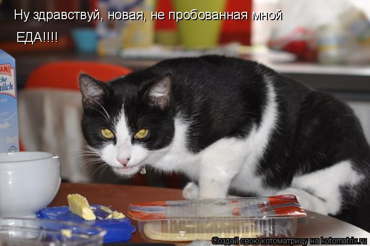 Ну здравствуй, новая, не пробованная мной ЕДА!!!!... Котоматрица: Ну здравствуй, новая, не пробованная мной ЕДА!!!!