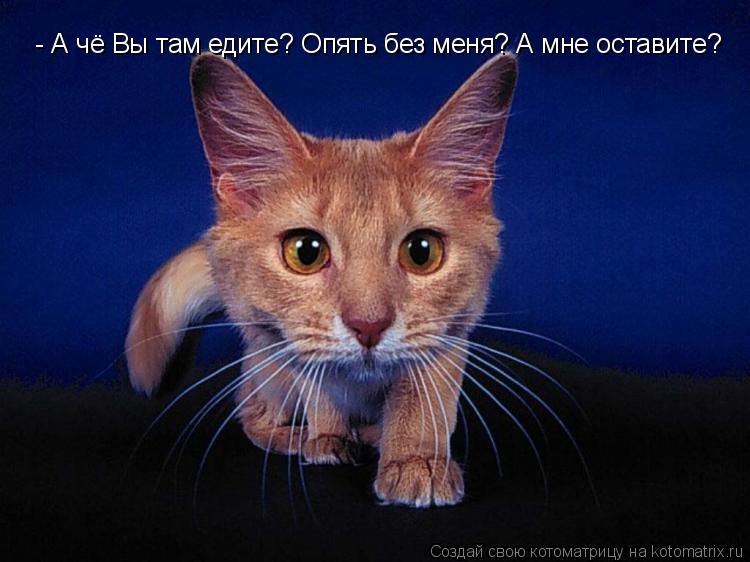 - А чё Вы там едите? Опять без меня? А мне оставите?... Котоматрица: - А чё Вы там едите? Опять без меня? А мне оставите?