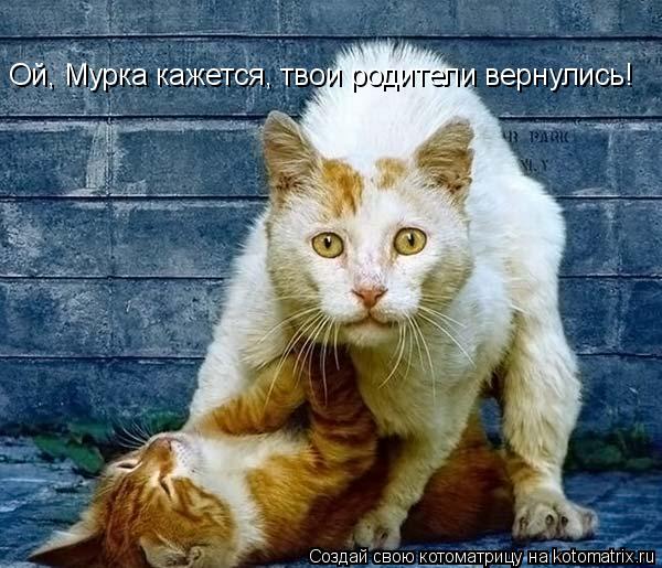 Ой, Мурка кажется, твои родители вернулись!... Котоматрица: Ой, Мурка кажется, твои родители вернулись!