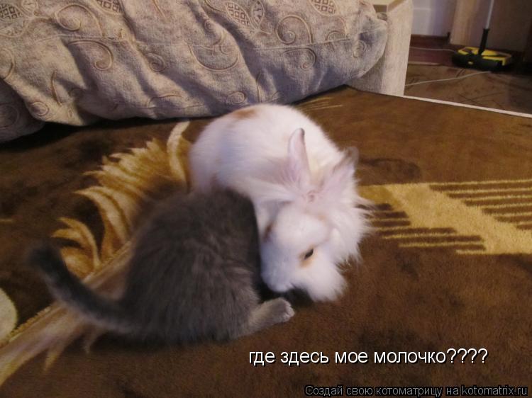 где здесь мое молочко????... Котоматрица: где здесь мое молочко????