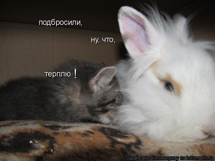 подбросили, ну, что, терплю !... Котоматрица: подбросили, ну, что, терплю !