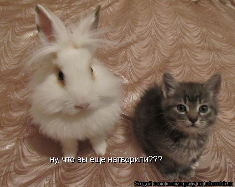 ну, что вы еще натворили???... Котоматрица: ну, что вы еще натворили???
