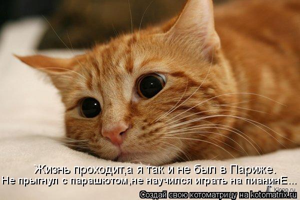 Жизнь проходит,а я так и не был в Париже. Не прыгнул с парашютом,не научился играть на пианинЕ...... Котоматрица: Жизнь проходит,а я так и не был в Париже. Не прыгнул с парашютом,не научился играть на пианинЕ...