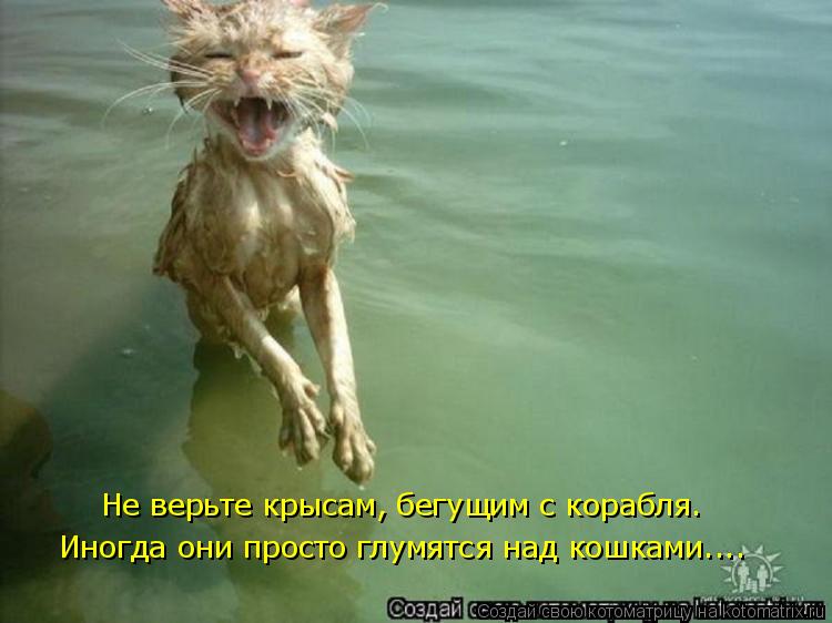 Котоматрица: Не верьте крысам, бегущим с корабля.  Иногда они просто глумятся над кошками....