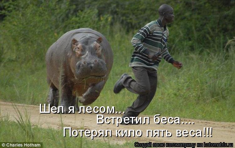 Шел я лесом... Встретил беса.... Потерял кило пять веса!!!... Котоматрица: Шел я лесом... Встретил беса.... Потерял кило пять веса!!!